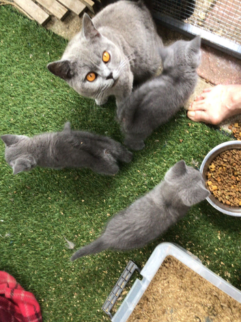 Beautiful British shorthair kitten ,