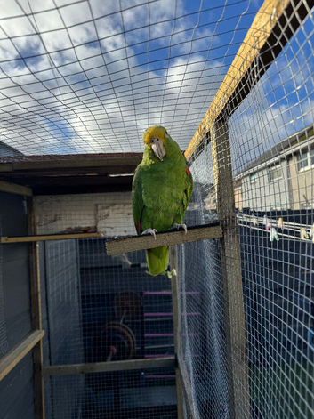 Semi tame double yellow headed Amazon parrot.