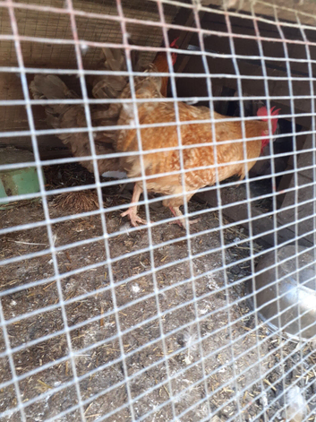 Free large blue copper maran loves his girls
