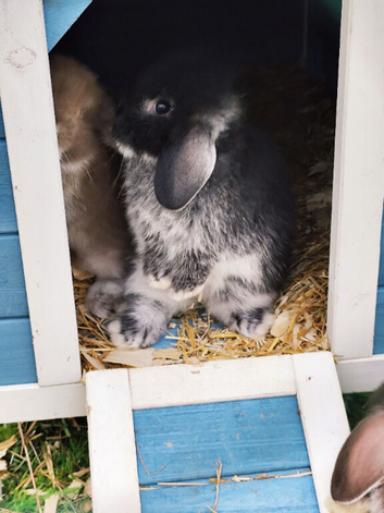 Beautiful Pure Breed Mini Lops Chocolate and Black Otters