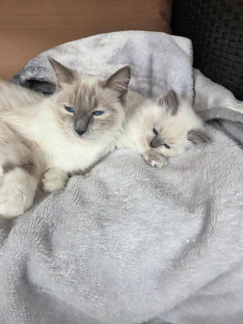 Ragdoll kittens
