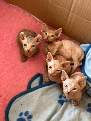 Sphynx bambino kittens