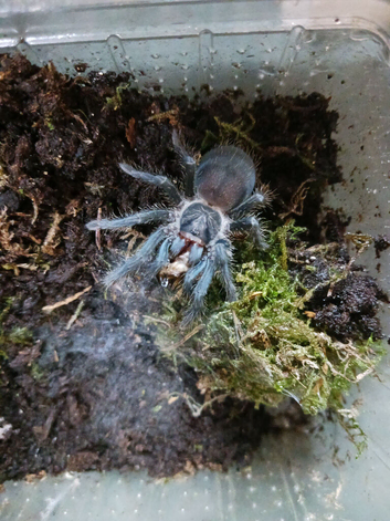 Phormictopus juvenile