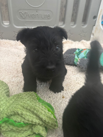 KC registered Scottish Terrier puppies