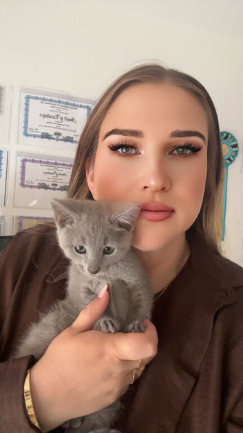 PURE PEDIGREE RUSSIAN BLUE KITTENS
