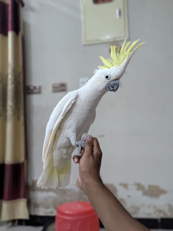 Cookato parrot