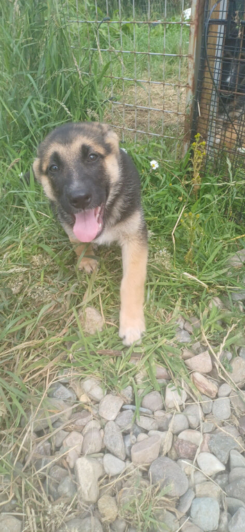 Female german shepherd pups