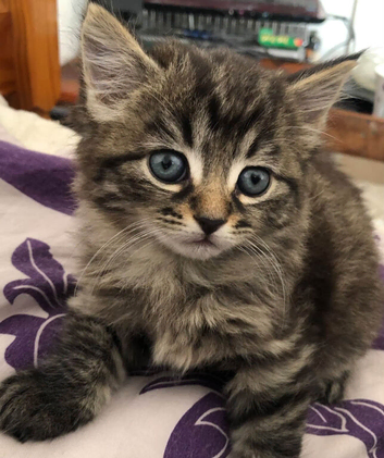 SIBERIAN X KITTEN