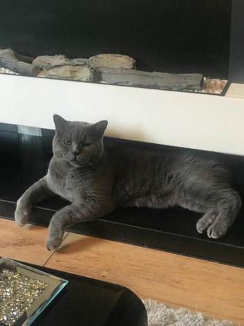 MALE BRITISH SHORTHAIR