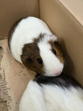 2 Female Guinea Pigs