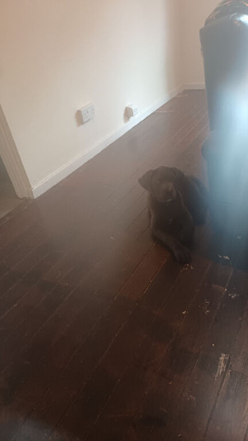 Knoxs the cane corso