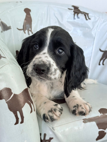 Female Sprocker Puppy Cocker Spaniel X Springer Spaniel