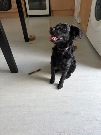 5 month old cockapoo