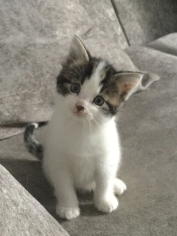 Adorable Tiny Puds