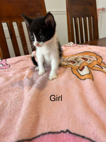 Mixed breed kittens