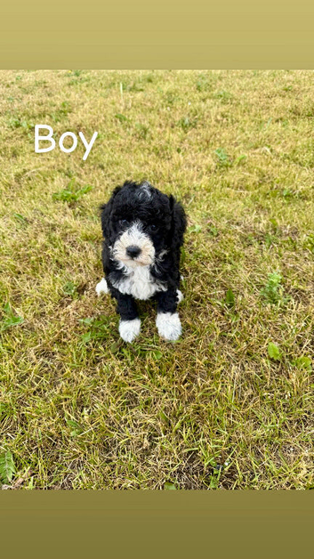 Adorable cockapoo puppies for sale