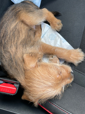 Yorkshire terrier shitzu