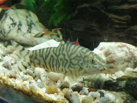 Loaches