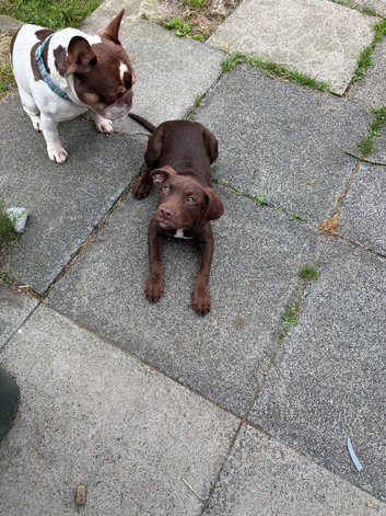 7 month old puppy