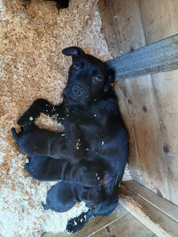 Patterdale pups