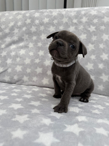 Kc registered blue Staffordshire bull terrier puppies