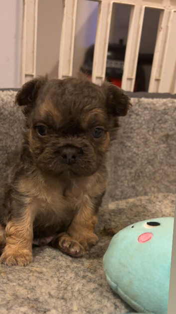 3 visible fluffy male puppies frenchies for sale !!