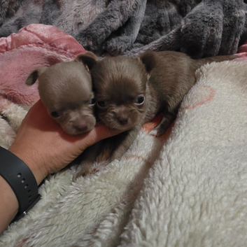 2 left!!! Lilac chihuahua puppies