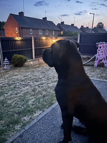 Cane Corso