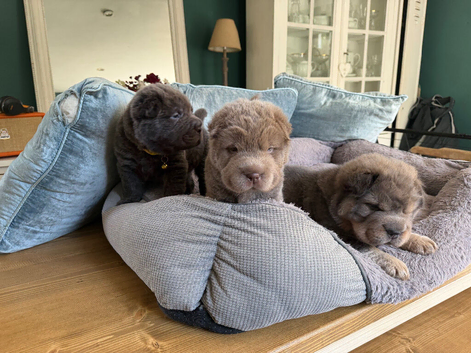 Bear Coated Shar -Pei puppies for sale