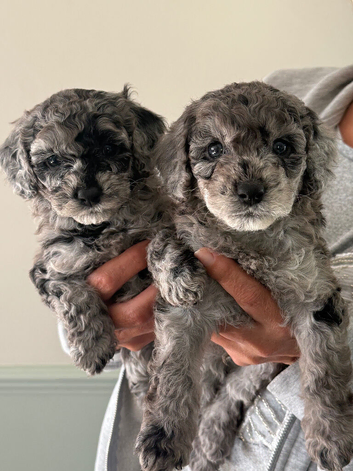 Beautiful litter of cockapoo puppies
