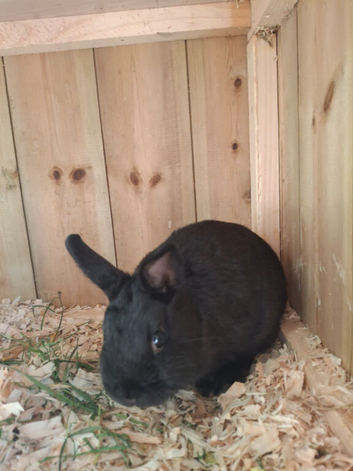 14 weeks old neatherland dwarf