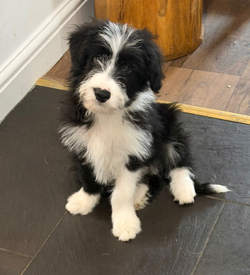 Beautiful Bearded Collie puppies