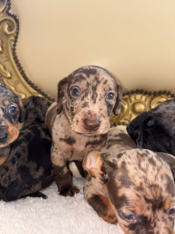 Dapple dachshund