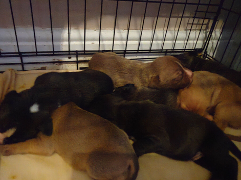 Stafficher bull terrier puppy