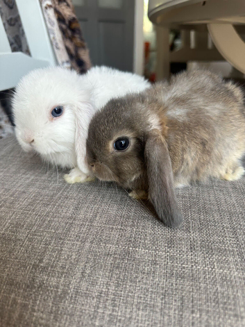 Lovely handsome mini lop boys.