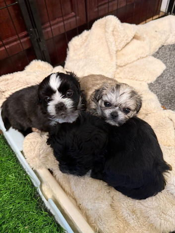 Puppy Shi Tzu