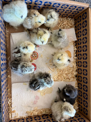 Day old USA Silkie chicks