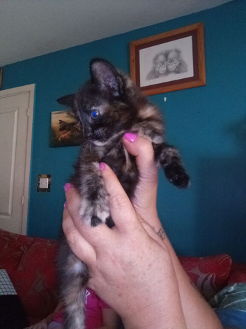 Beautiful kittens