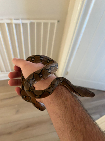 Dwarf Reticulated python baby