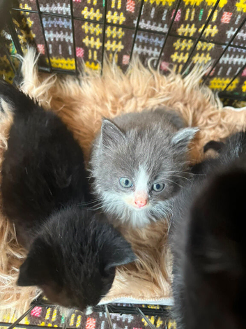 Beautiful kittens for sale, beagle Cross very well-behaved very use of human contact use of noise Ben reading in a family home