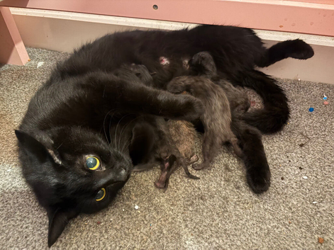 Kittens for sale