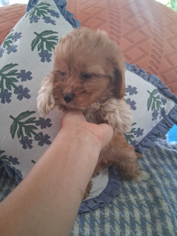 6 beautiful cockopoo puppies