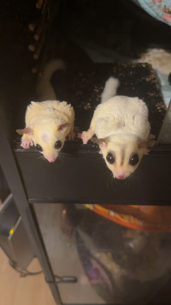 Sugar glider pair.