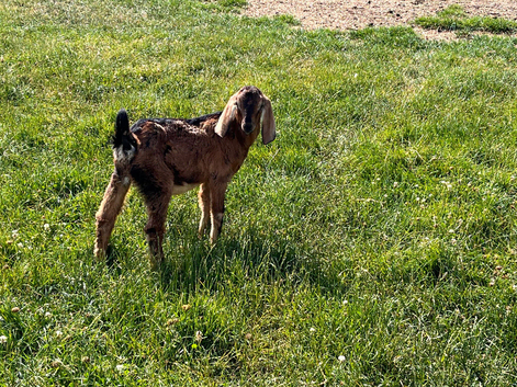 Castrated Anglonubian kid