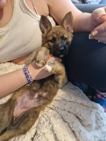 female german shepherd puppy needs a new home