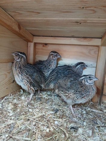 Male Coturnix Quail Pharoah