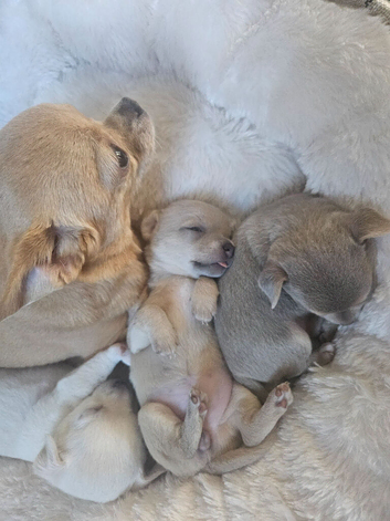 Chihuahua puppies 3 girls 800