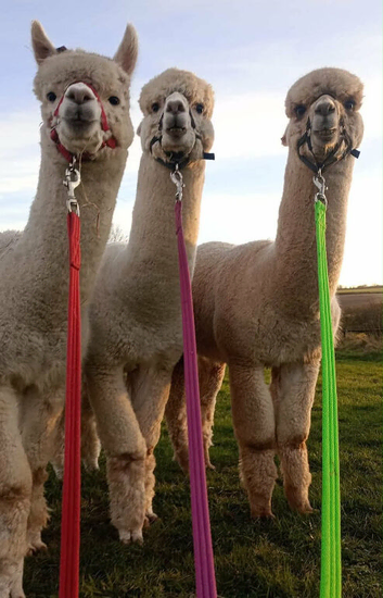 Male alpacas