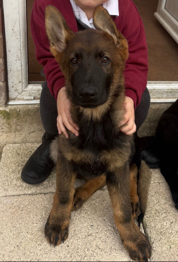 1 male Czech working Line Shepherds