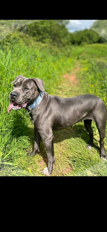 Staffy x cane corso